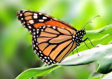 Monarch Butterfly Migration: The Secret Power of White Spots